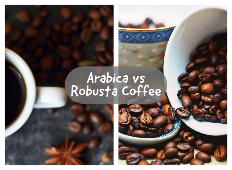 Difference Between Arabica Coffee vs Robusta Coffee